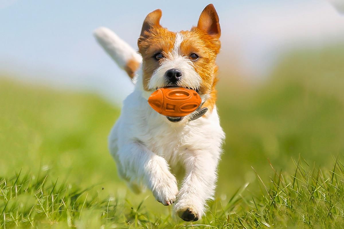 Puppy Chew Ball With Squeaker Dog Chew Toys Squeaky Dog Toys For Aggressive Chewers-Orange