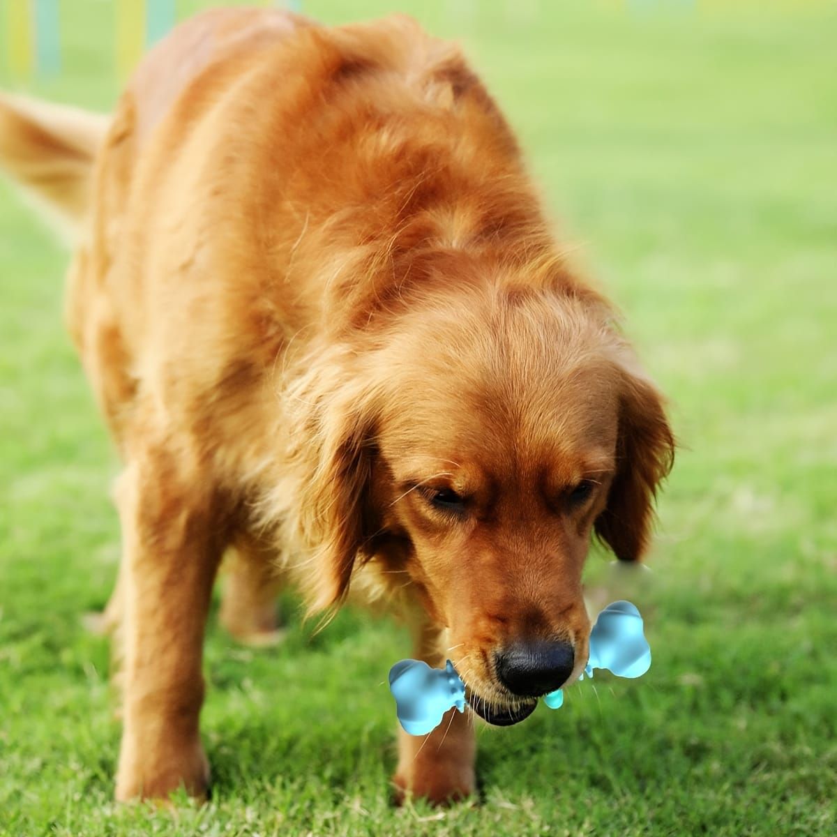 Durable Dog Chew Toy for Aggressive Chewers – Fun Bone-Shaped Dental Toy with Flower Ring Design, Ideal for Medium to Large Dogs, Great for Teeth Cleaning and Training Rewards (Green)